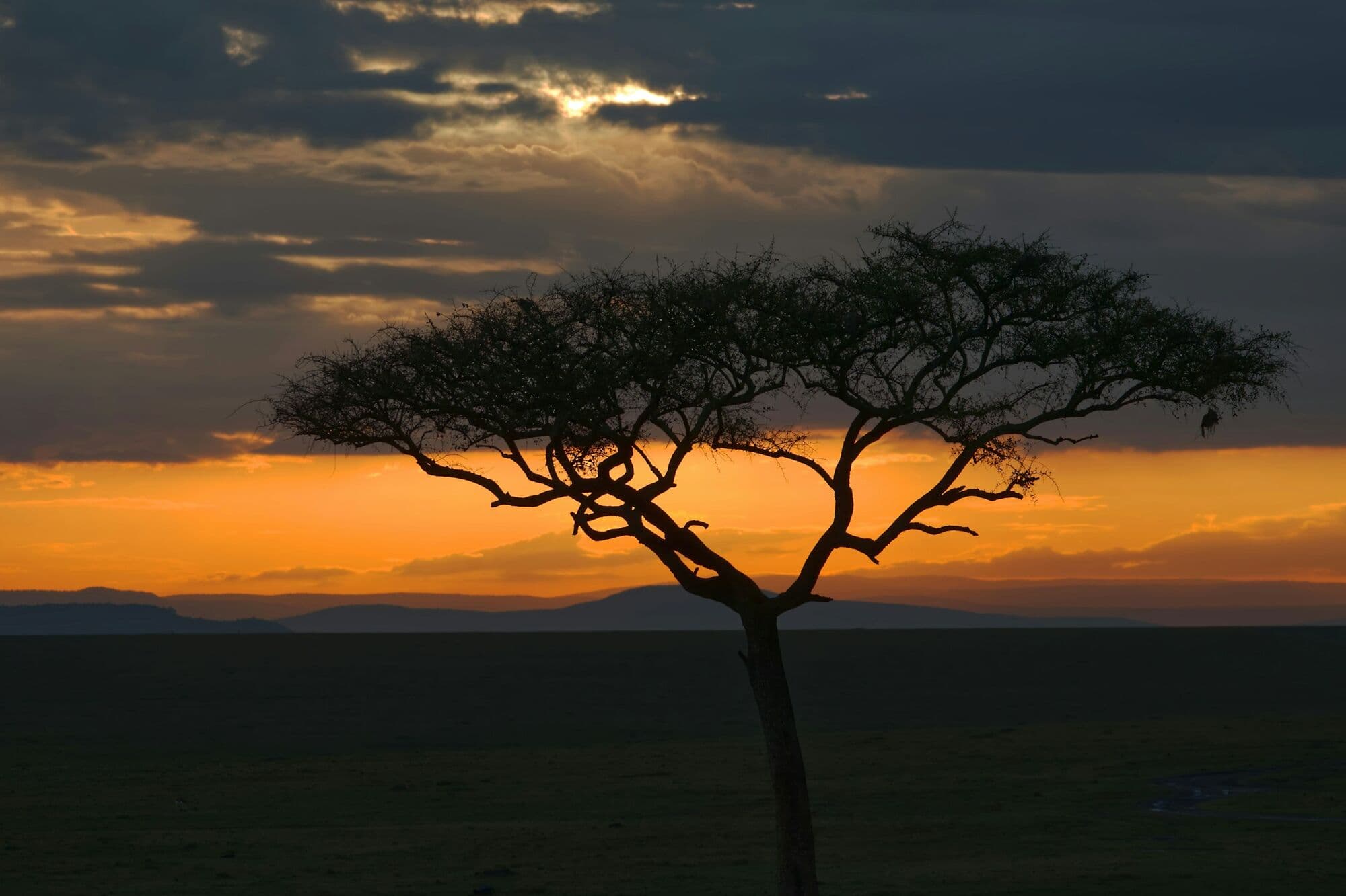 An acacia tree silhouetted against an orange sunset in the Maasai Mara, Kenya