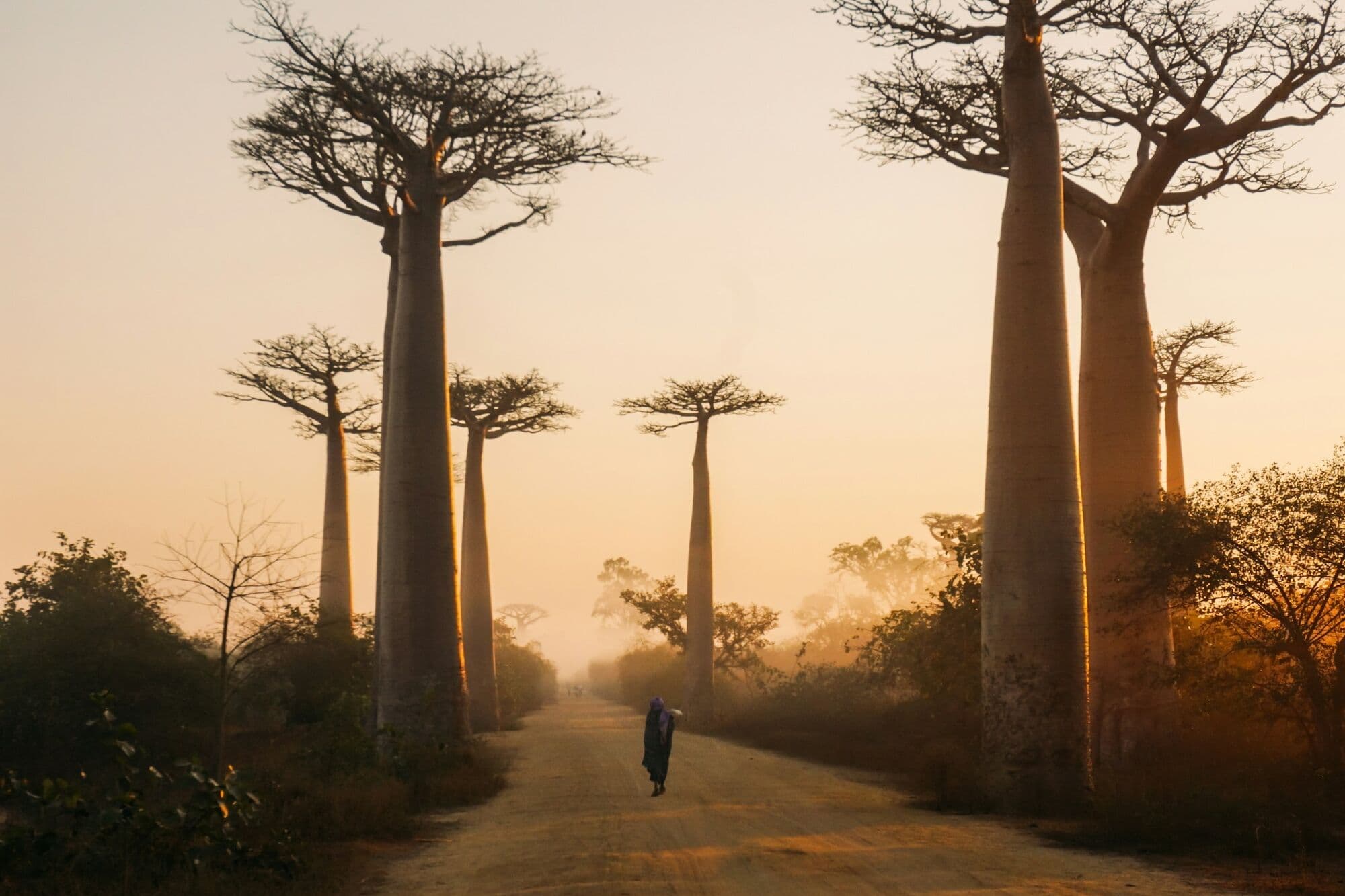 The Avenue of the Baobabs at sunrise near Morondava, Madagascar