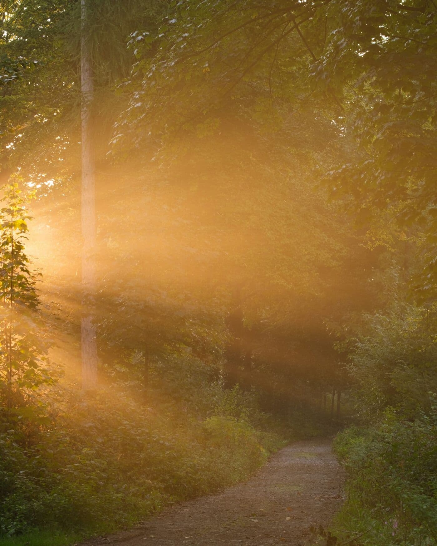 Morning sunlight through mist on a quiet forest path
